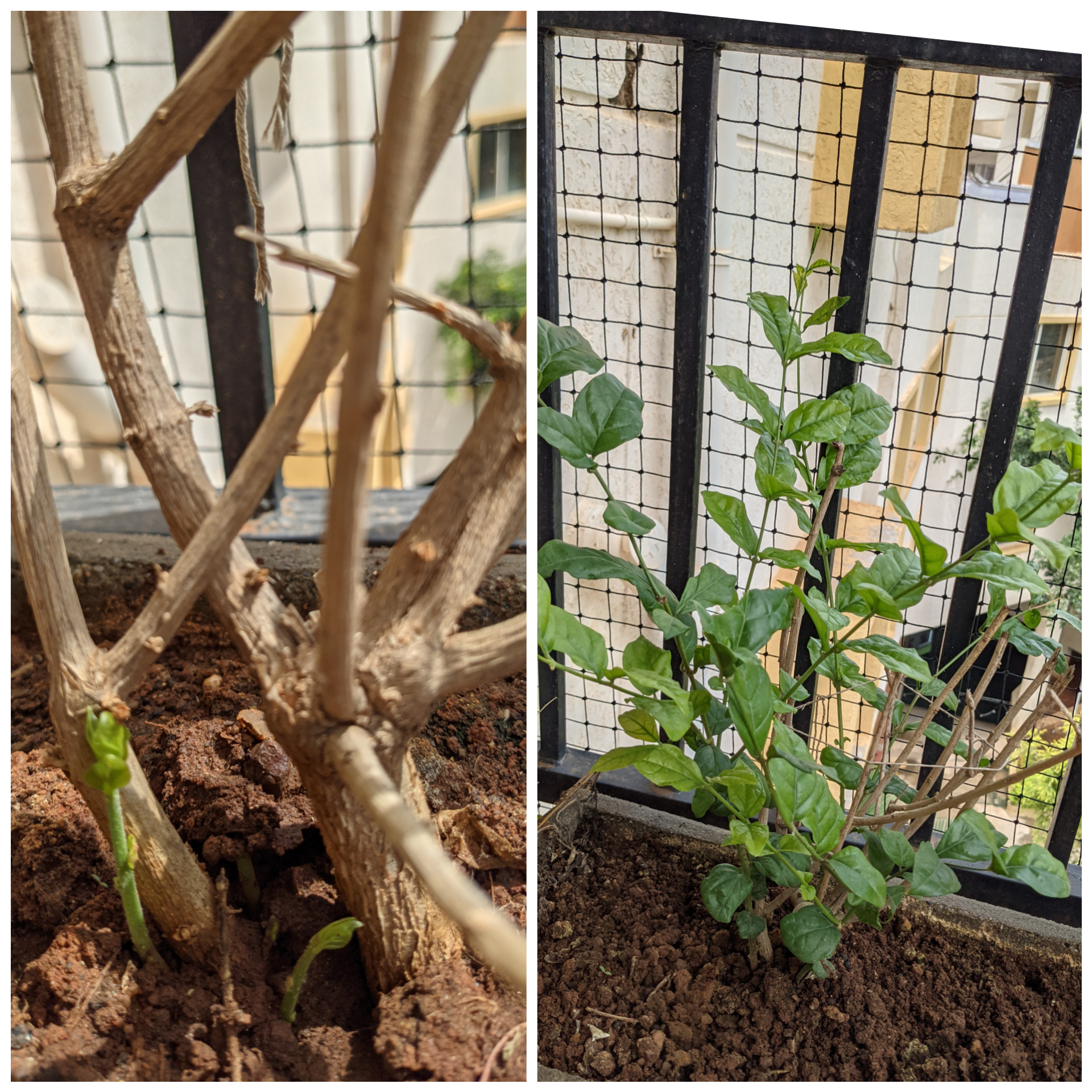 Jasmine plant [Left] June 2021 [Right] Oct 2021
